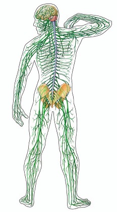 Myasthenia gravis